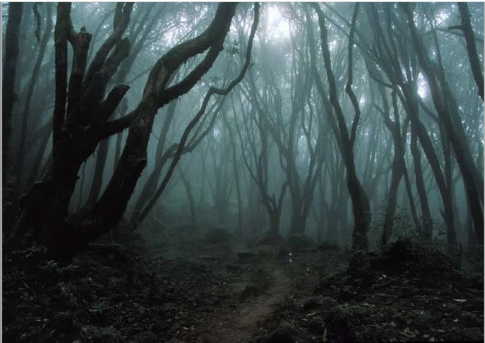 Entrare nella foresta dell'università è pericoloso?