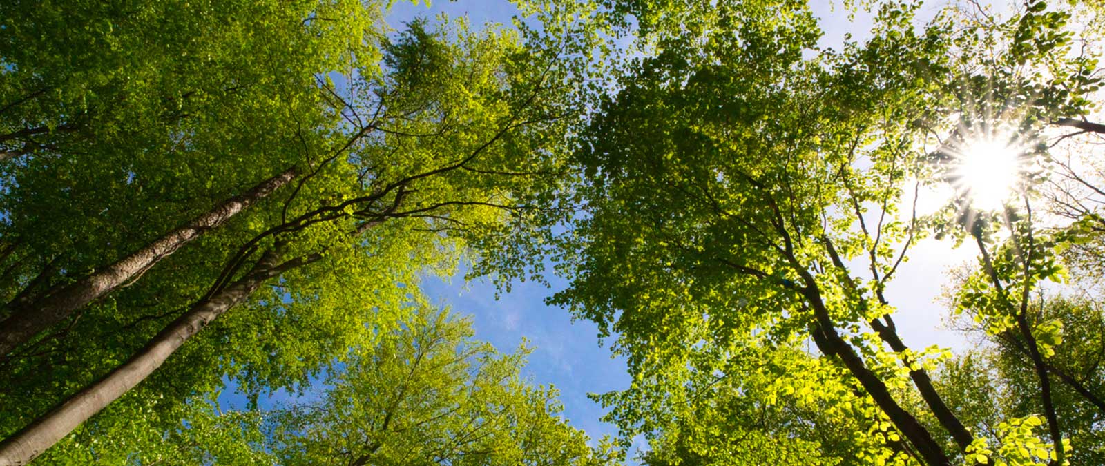 Cosa possiamo imparare dalle piante? - Stefano Mancuso alla IULM per la Milano Green Week