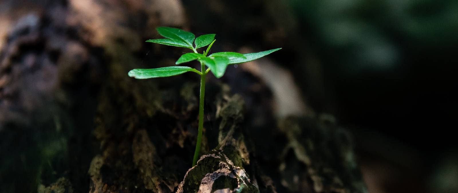SustainIULM - Sustainability Day